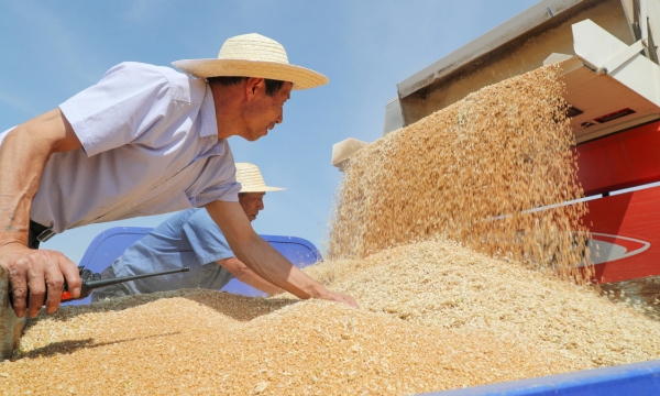 China sees increase in summer grain output
