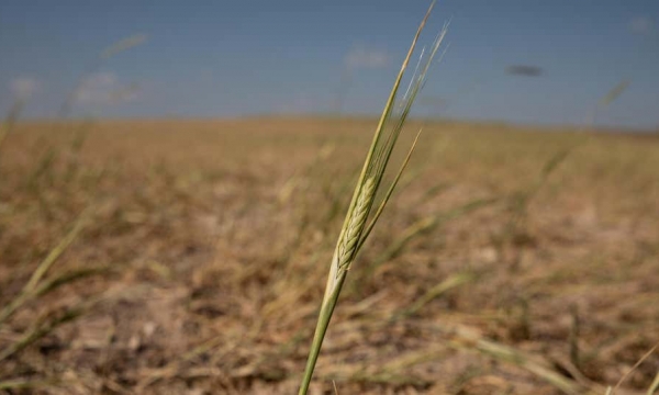 The U.S. wheat crop is in trouble