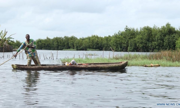 Benin’s rare swamp forest ‘at risk of disappearing’ due to human invasion