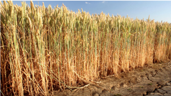 Dry weather impacting Turkey wheat, barley output