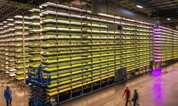 AeroFarms is trying to cultivate the future of vertical farming