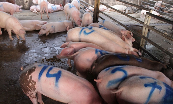 Campuchia: Xung đột giữa người nuôi lợn và doanh nghiệp nhập khẩu