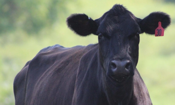 Keep these considerations top of mind to adjust cattle herd size