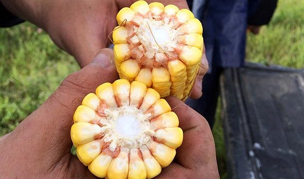 Corn yield check up easy formulas estimate corn yields