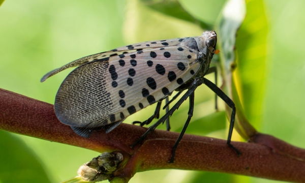 Northeast residents told to destroy invasive insect