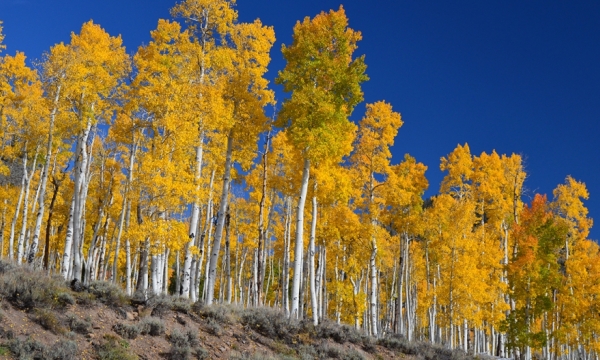 Study shows how aspen forests maintain the diversity needed to adapt to changing environments