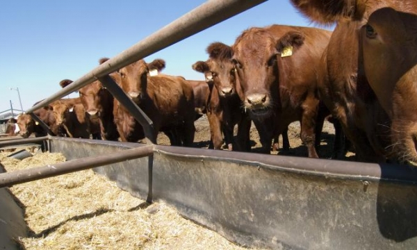Class action lawsuit against beef processors proceeds