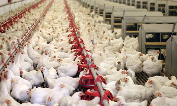 Studies confirm best protein source for broiler starter feed