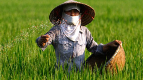 Paradox: 'A ton of fertilizer is more expensive than a ton of rice'