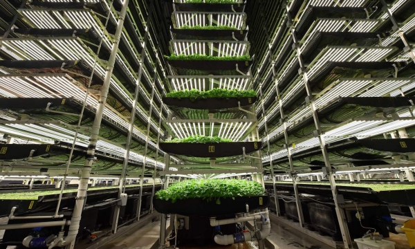 A chat with the author of ‘The Vertical Farm’