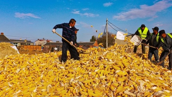 2021 corn exports to China set to crush expected target by 1,000%, Phase-One finale in focus