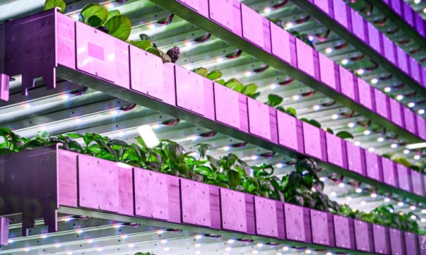 How the Scottish are finding food solutions using vertical farming