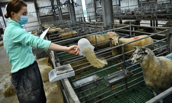 Sea superfood: Can seaweed help solve Ireland’s cow methane problem?