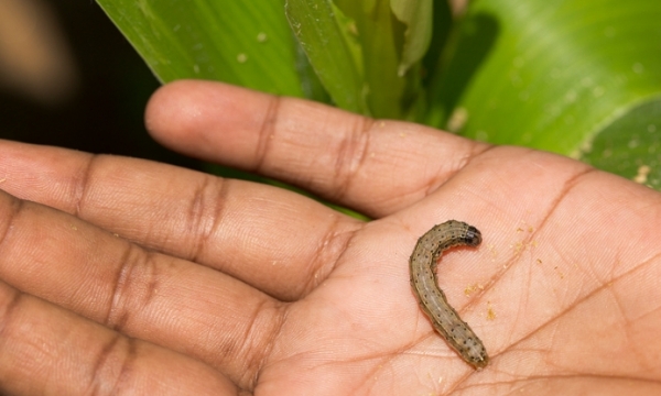 Be ready if fall armyworm comes knocking at your door