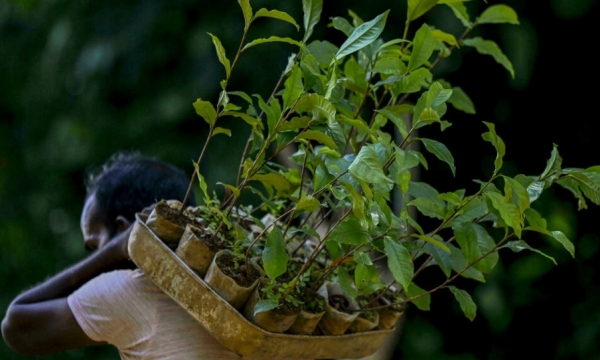 Sri Lanka đầu hàng 'chính sách nông nghiệp hữu cơ tuyệt đối'
