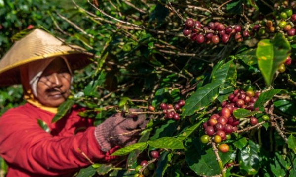 Giá cà phê arabica cao nhất trong gần thập kỷ