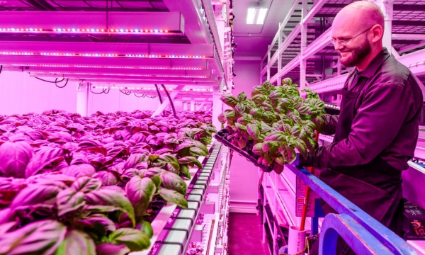NASA research launches a new generation of indoor farming