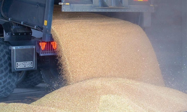 Wheat prices remain high amid tight stocks and high demand