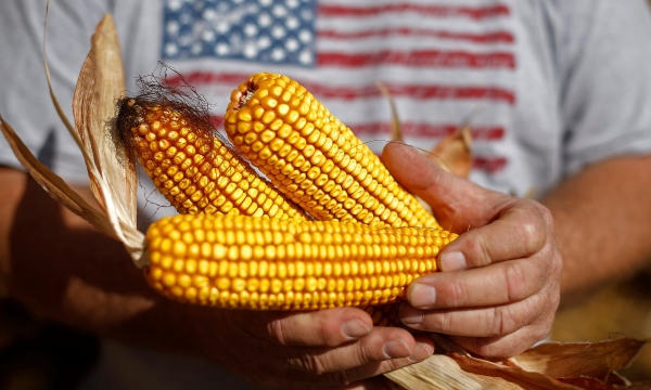 Factors expected to drive the 2022 corn market