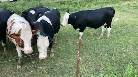Cows of a different color: Hybrids let dairy farmers produce milk with fewer resources