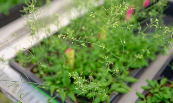 Uncovering the mysteries of methylation in plants