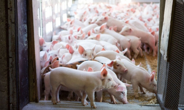 Canada: World’s 3rd largest exporter of pork and pigs
