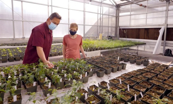BYU researchers breed hybrid quinoa to combat global food insecurity