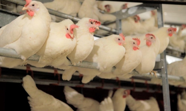 Why cage-free eggs becoming norm: It’s what people want