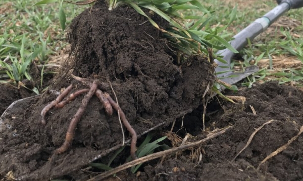 Prioritize soil health to restore profitability and open new doors