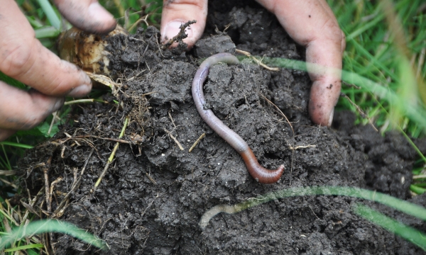 Earthworm is potential to replace synthetic fertilizers