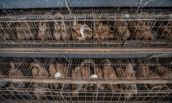 Nơi đầu tiên thế giới cấm nuôi vịt đẻ trứng nhốt chuồng
