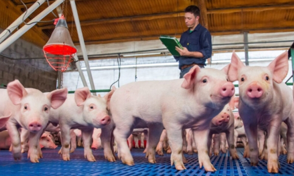 Xung đột Ukraine ảnh hưởng đến thị trường thịt lợn thế nào?
