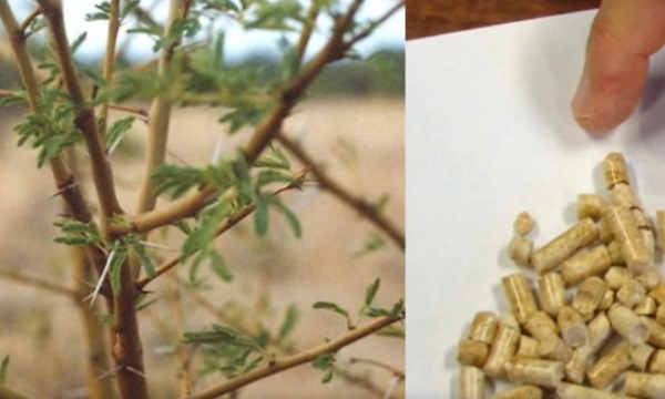 Invasive weeds such as prickly acacia could soon be turned into renewable fuel source