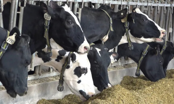 Dairy farms decline 64% in 20 years with shift to bigger, commercial operations