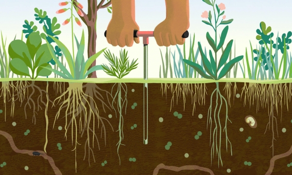 Experts: Regenerative agriculture could transform the world, starting in the soil