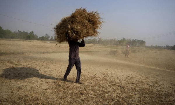 Heat wave scorches India’s wheat crop, snags export plans