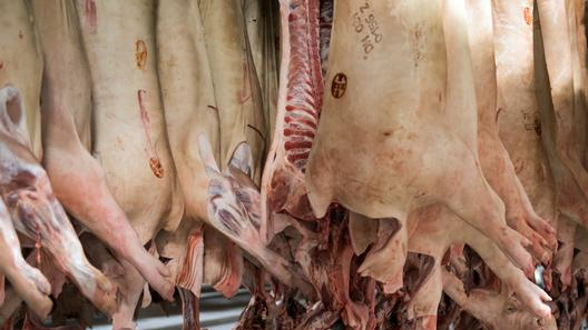 Why do humans eat so much meat?