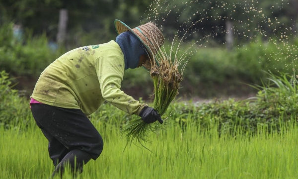 Climate-smart rice farming a win-win