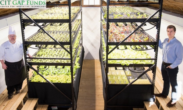 Revolutionary indoor farming method uses 90 percent less water and slashes food waste