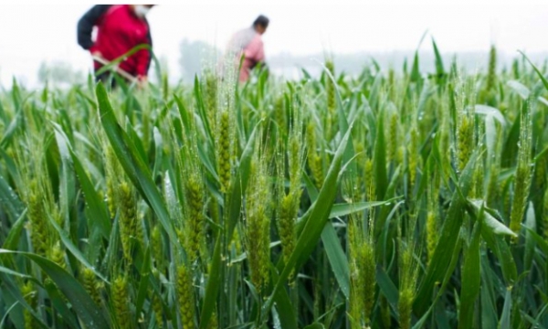 Tranh cãi nảy lửa cảnh nông dân Trung Quốc thu hoạch lúa mì non