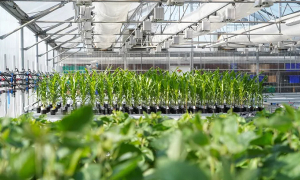 Joyn Bio aims to solve the world’s fertilizer problem with microbes