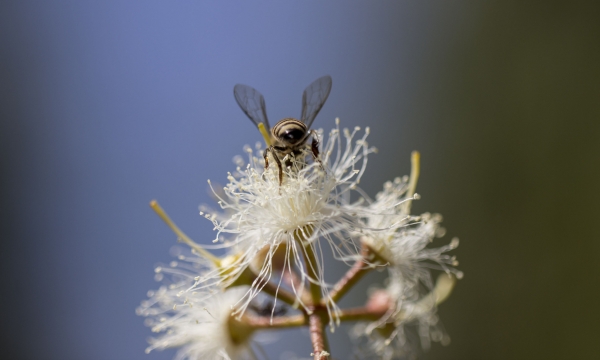 Bees and pollinators: small creatures but great allies on earth