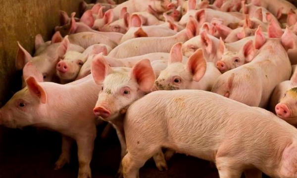 Yes, you can inbreed pigs, but don’t do it