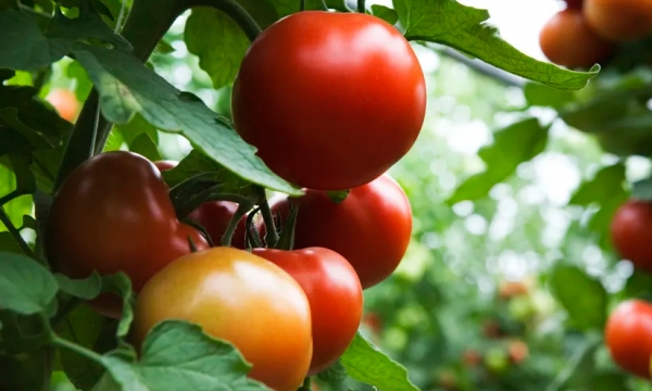 How to prune tomato plants like you know what you’re doing
