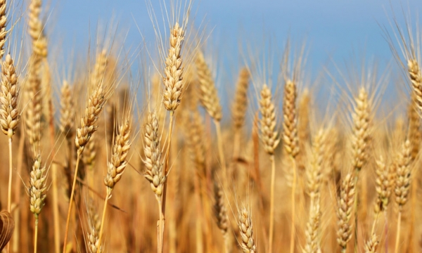 Grain market review: Wheat