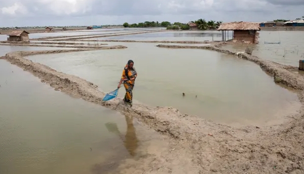 ‘White gold’: why shrimp aquaculture is a solution that caused a huge problem