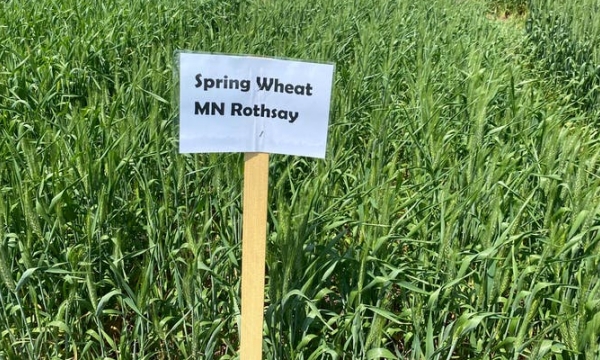 New wheat variety honors small Minnesota town