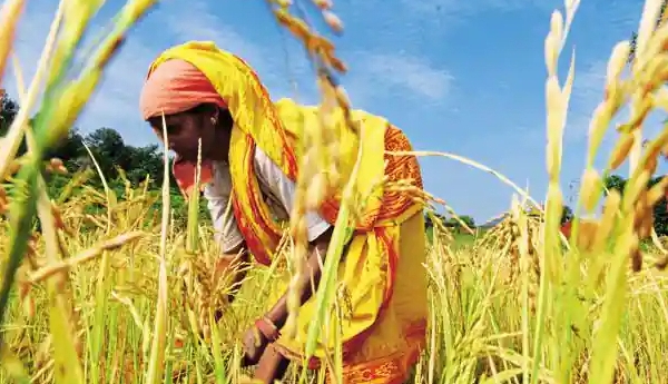Nhiều quốc gia nổi giận với hành động trợ cấp gạo của Ấn Độ
