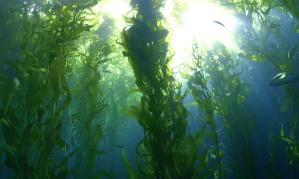Seaweed diet cuts cow methane emissions “90 to 95 percent”