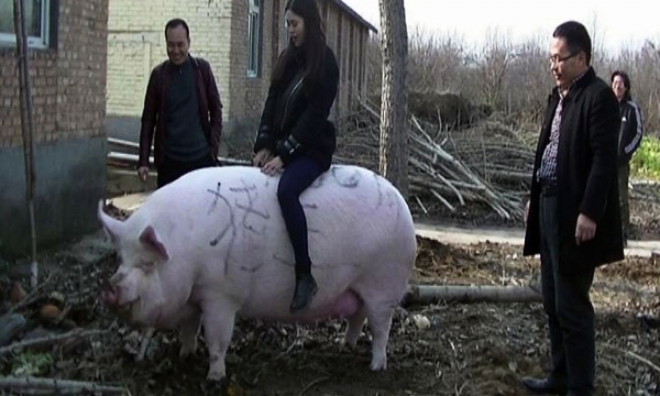 Chính sách kìm giá thịt lợn ở Trung Quốc tiềm ẩn nhiều rủi ro
